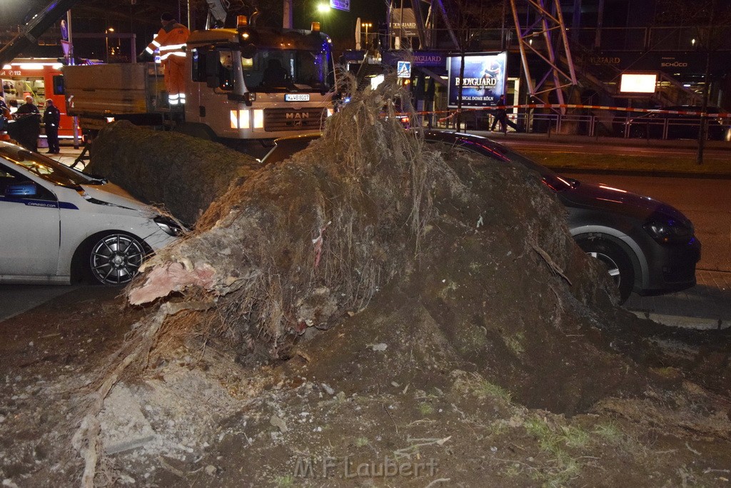 Baum auf PKWs Koeln Mitte Rheinuferstr Goldgasse P011.JPG - Miklos Laubert